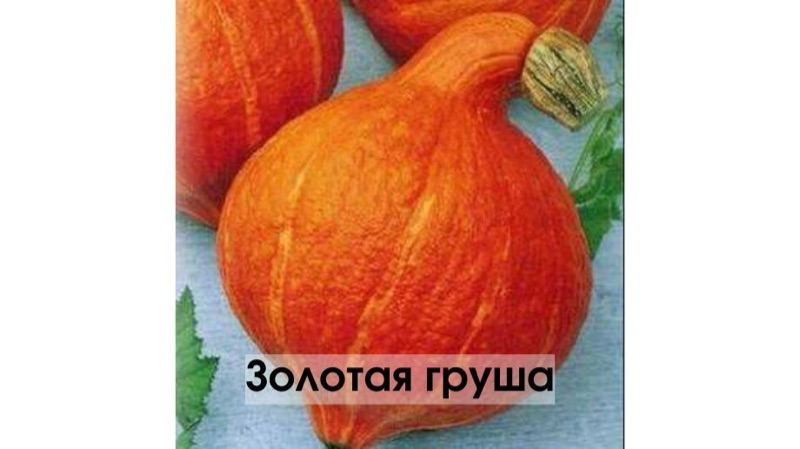 Мускатная тыква с насыщенной оранжевой мякотью