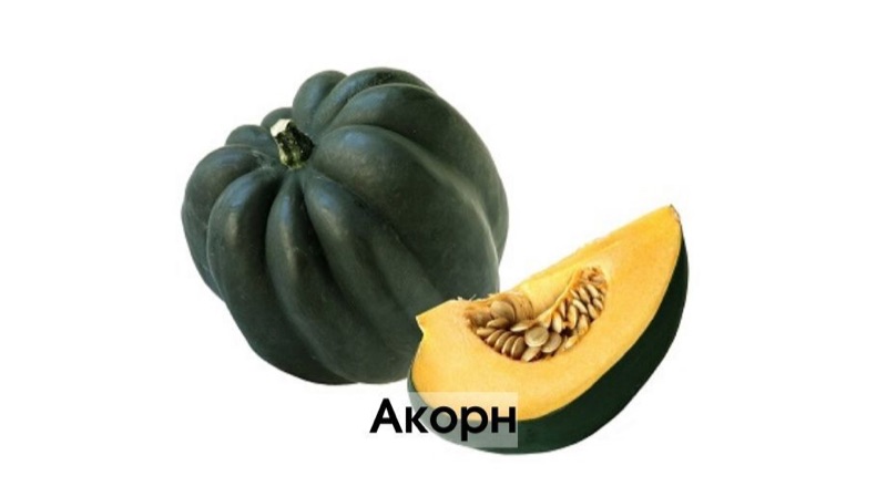 Столовые кормовые тыквы с толстой кожурой