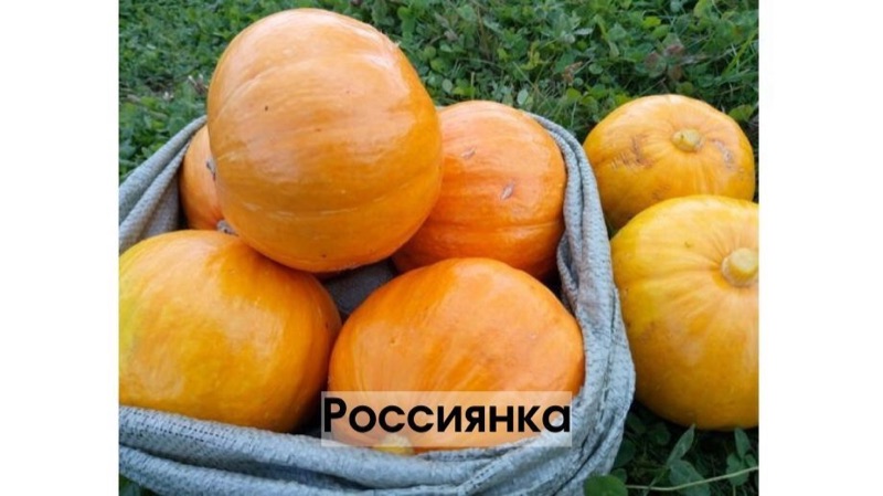 Гигантская тыква-рекордсмен